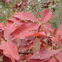 Acer triflorum feuille automne